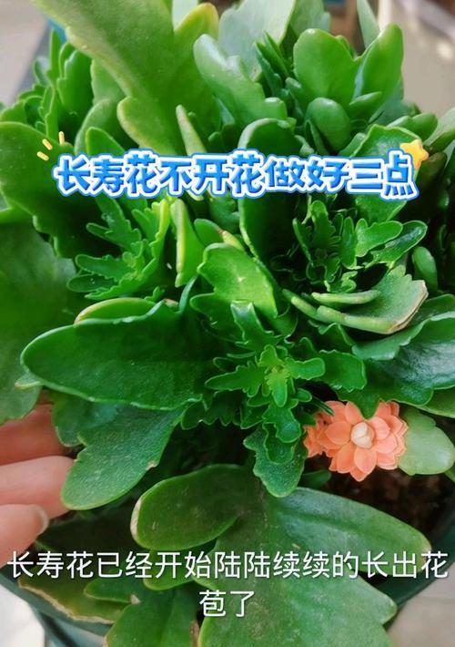 花卉管理的窍门（让花儿保持适度生长的秘诀）