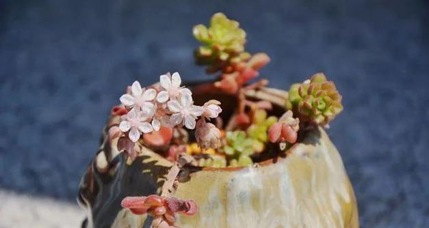 打造迷人的雷童造型秘籍（修剪技巧、造型方法一网打尽，让你的雷童焕然一新）