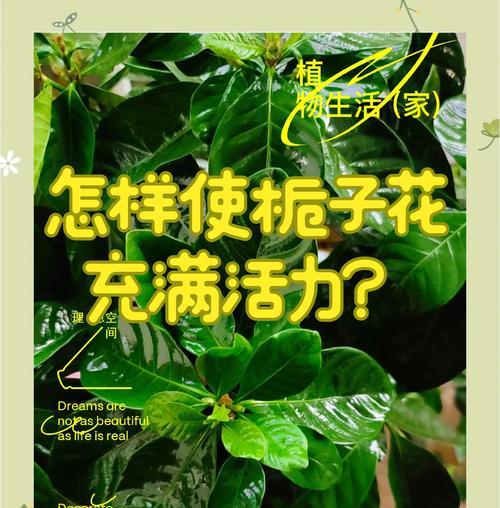 栀子花水养之养护技巧（打造迷人的栀子花庭园，从水养开始）