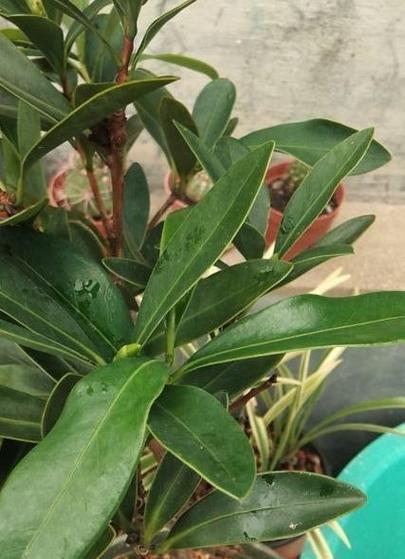 四季山茶花的换盆技巧（四季山茶花换盆，让它健康茁壮成长）