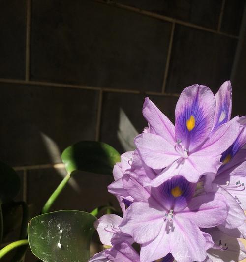 水葫芦花的养殖技巧与注意事项（打造美丽水景，从养水葫芦花开始）