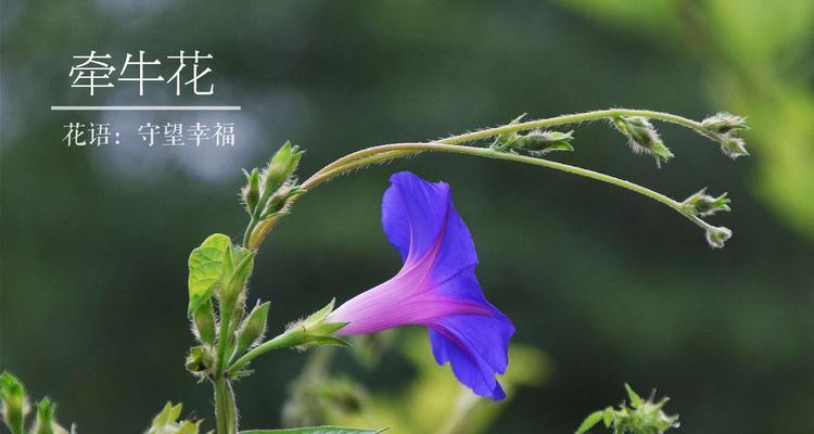 牵牛花开的季节与美丽景观（探寻牵牛花开放的时节，品味大自然的美好）