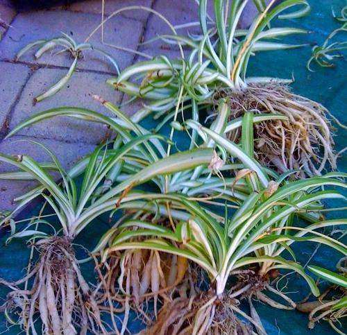 吊兰叶尖焦黄的原因及处理方法（吊兰叶尖焦黄的成因和治理措施）