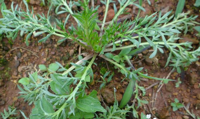 玛卡生长周期是多长时间？（探究玛卡的生长过程与周期，了解其生长条件和生长环境。）