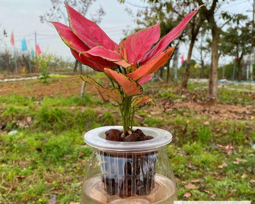 水培如意瓶子（发现水培的奇妙魅力与滋养生命的秘密）