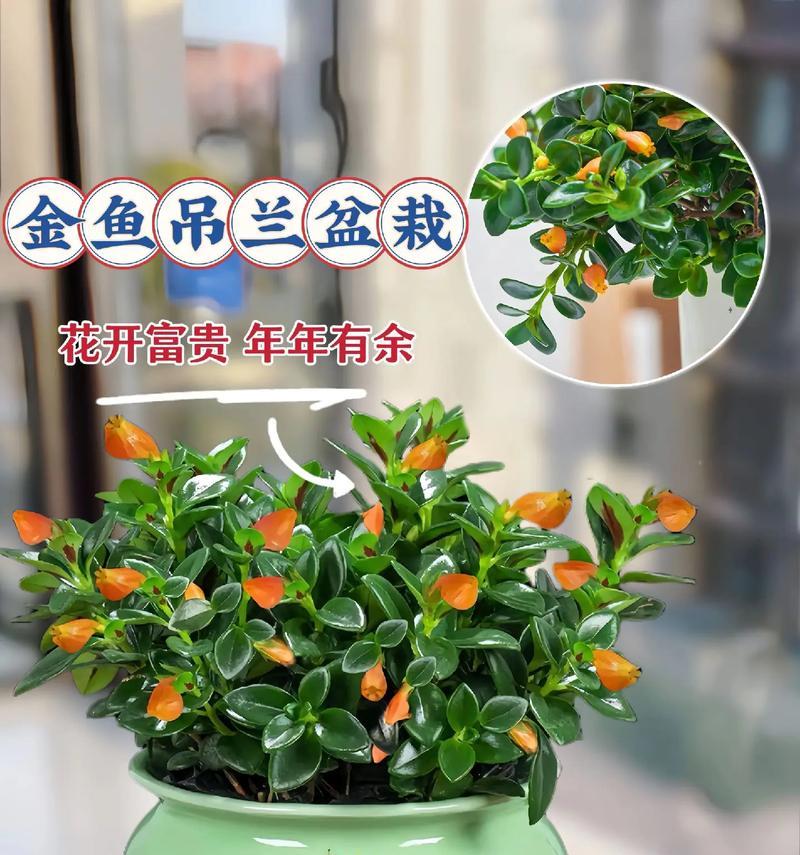 以盆栽吊兰的种植方法和注意事项（打造室内绿色生态，轻松养活吊兰）