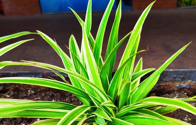 盆景吊兰（赞美盆景吊兰的生长力和美丽）