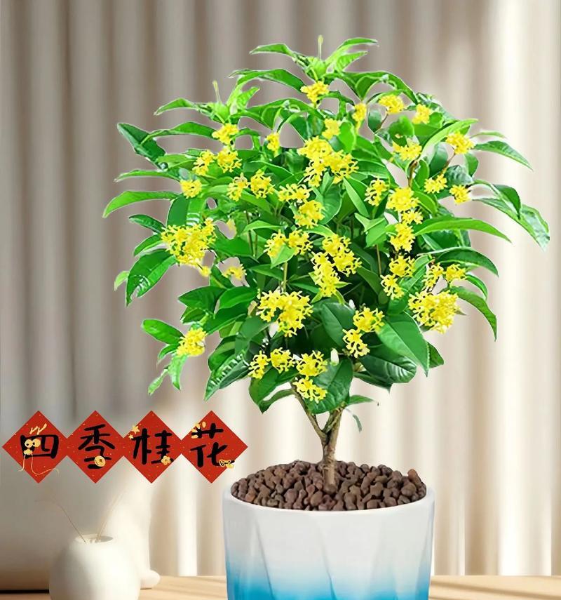 如何选择适合的盆栽种植桂花（以根部、水分、土壤等方面为切入点，精选合适的盆栽来栽种桂花）