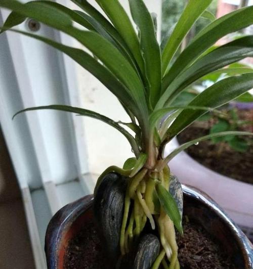 如何施肥让吊兰更旺盛（掌握正确的施肥方法，让吊兰茁壮成长）