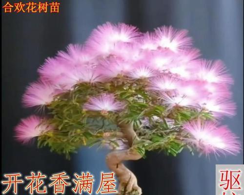 合欢盆景种子种植方法（从种子到盆景，打造属于自己的合欢盆景艺术）