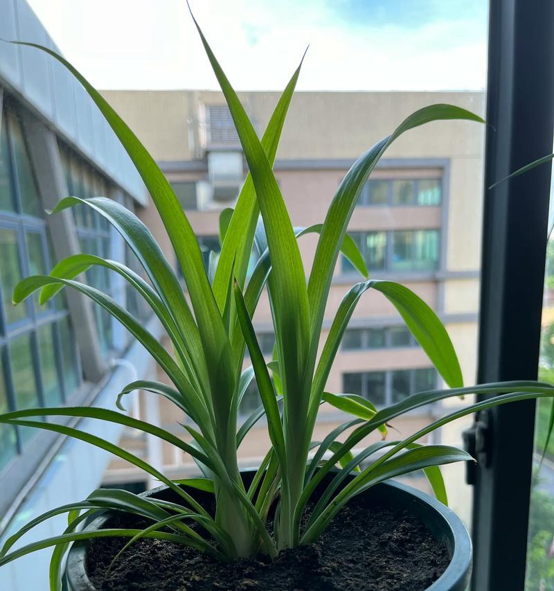 如何选择合适的肥料使吊兰更快生长（以吊兰施肥，选择肥料需谨慎）