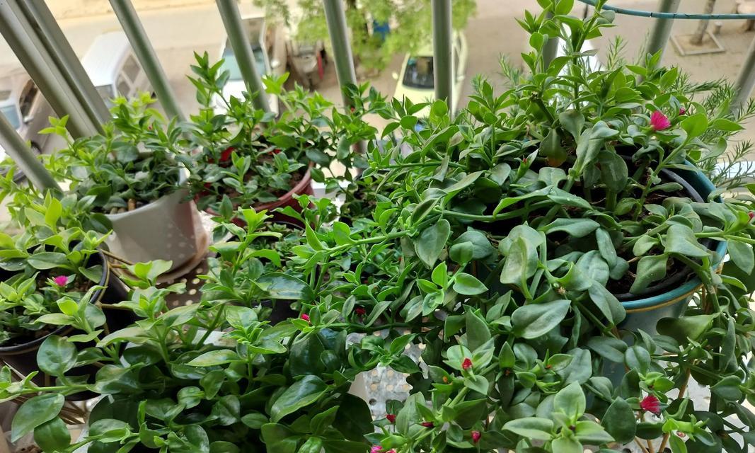 探讨吊兰扦插的晾干方法（以吊兰扦插要晾干为主题的详细指南）