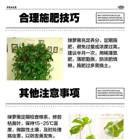 如何治疗绿萝发黄的方法（绿萝护理技巧及调理方法详解）