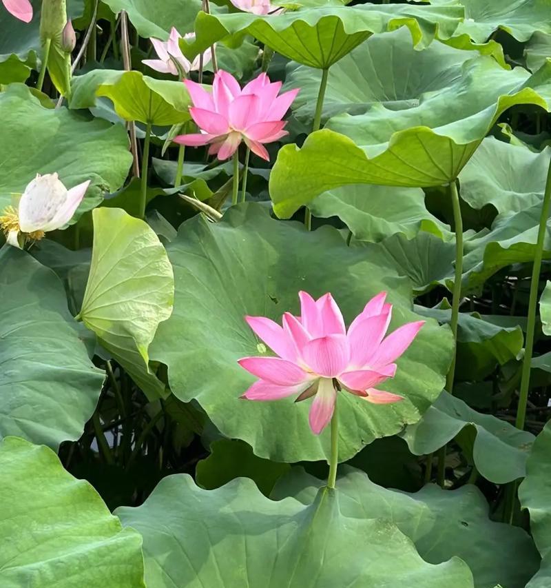 荷花的美丽与变化（揭示荷花在不同季节中的迷人之处）