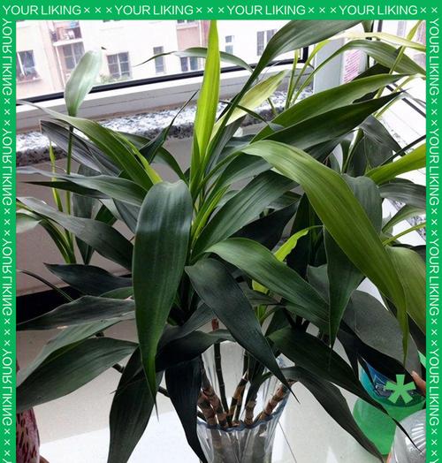 如何正确修剪富贵竹叶子（富贵竹叶子修剪技巧与注意事项）