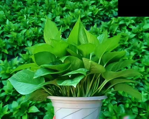 绿萝（揭秘绿萝神奇的甲醛净化能力）