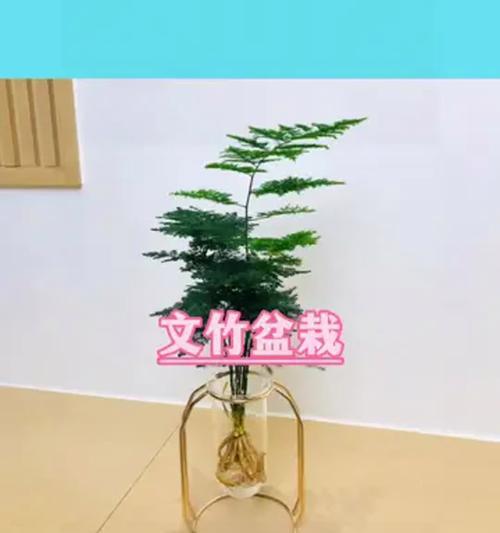 以文竹能否水培的探讨（水培方法、成败因素及适宜环境的研究）