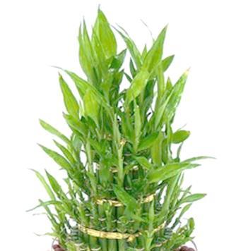 富贵竹的象征意义与寓意（探寻富贵竹在文化中的重要地位）