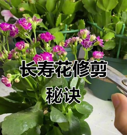 长寿花修剪指南（打造健康繁茂的长寿花园）