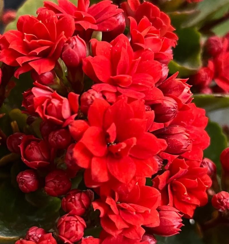 长寿花即将绽放的迹象与表现（观察长寿花开花前的信号和变化，揭示其蓬勃生机）