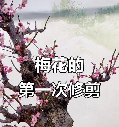 如何正确修剪腊梅花盆景（打造美丽盛放的腊梅花盆景）