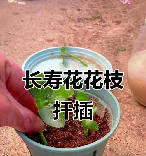 以打顶的长寿花的繁殖技巧（揭秘长寿花扦插方法，让你轻松养活它）