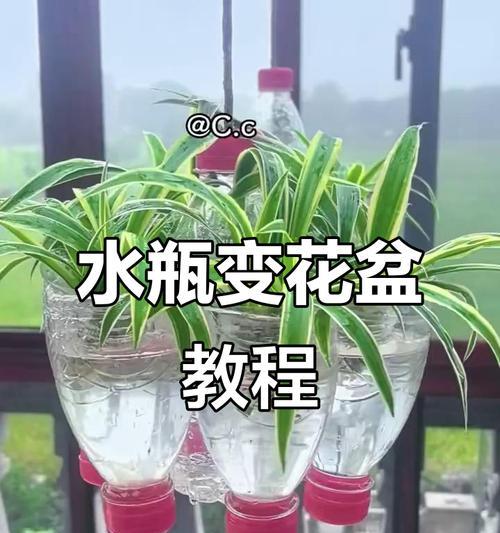 金鱼吊兰水培养护指南（简单易行的方法和注意事项助你成功养护金鱼吊兰）