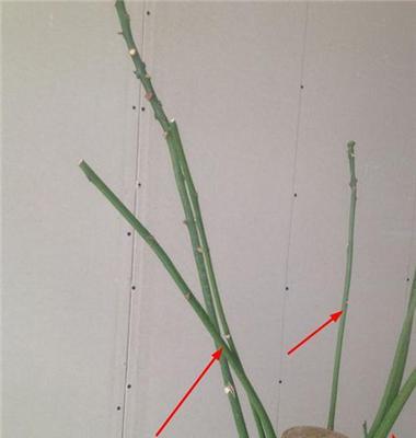 发财树的修剪方法与技巧（快速掌握发财树修剪，打造健康繁茂的植株）