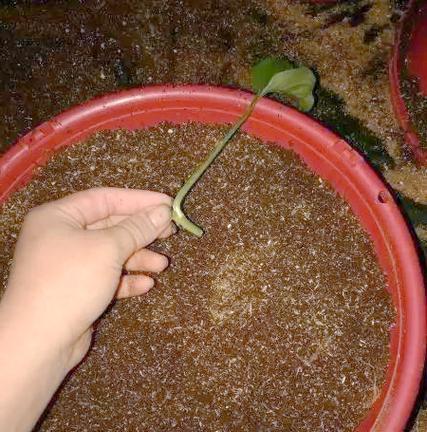 绿萝如何扦插土培？（掌握正确方法，快速爆盆养成。）