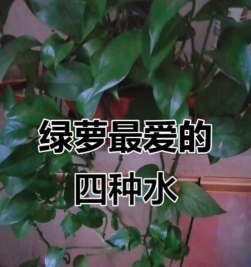 绿萝的养护小窍门（解析绿萝的水分需求与养殖技巧，了解绿萝的水浇灌频率和换水规律）