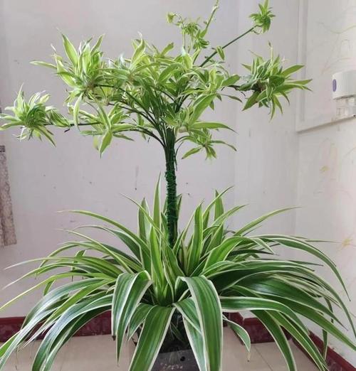 以吊兰为室内盆栽的好处与坏处（探索吊兰的盆栽优势与不足）