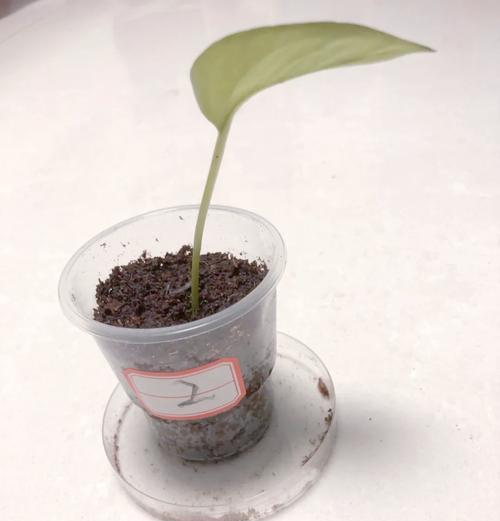 绿萝光杆无叶能否扦插？（揭开绿萝光杆无叶扦插的奥秘）