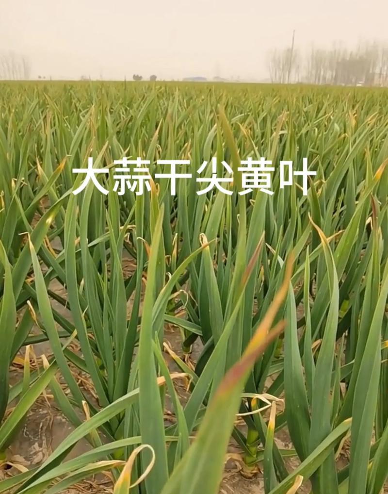 室内水培大蒜的种植方法（在家种植健康大蒜，从水中开始）