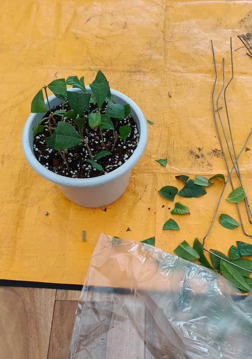 嫩枝扦插(以哪些植物可以通过嫩枝扦插繁衍生长为主题的探索)