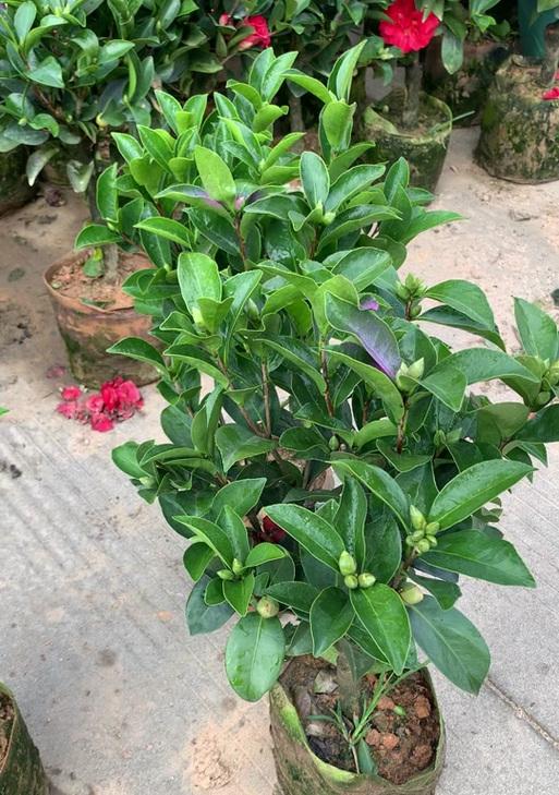 山茶盆景修剪技巧（打造精致而美丽的山茶盆景）