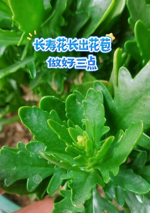 长寿花花苞怎样才能长得好（探索长寿花的肥料需求和关键因素）