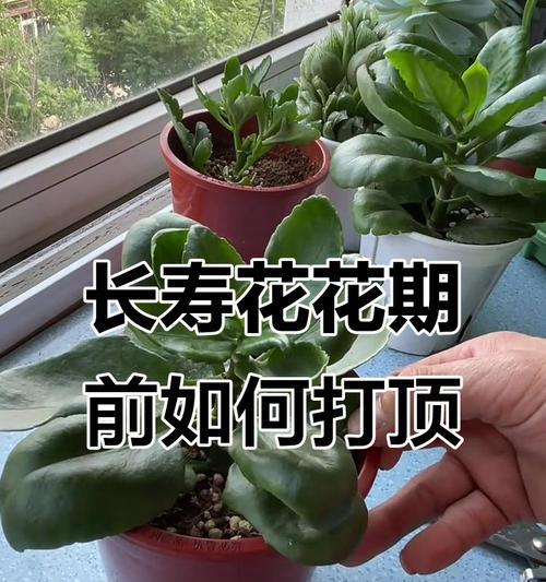 长寿花打顶叶子扦插的技巧与注意事项（如何成功扦插长寿花的叶子并促使其生根发芽）