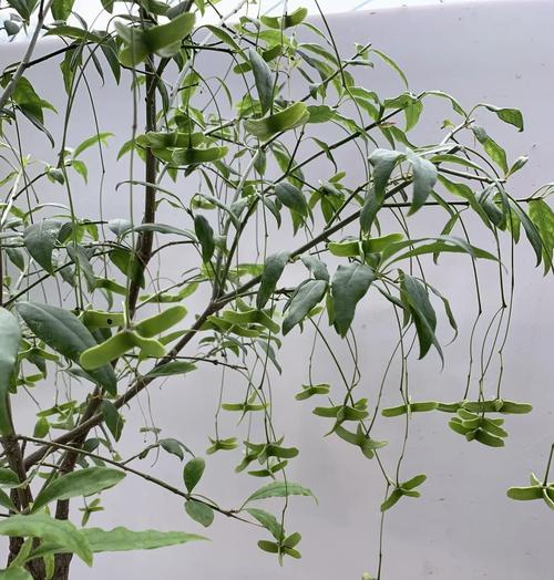 如何正确修剪摇钱树以保持健康生长（摇钱树修剪方法和关键注意事项）