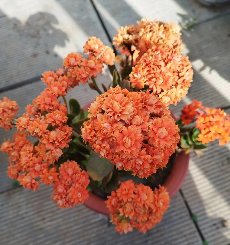 长寿花（以扦插的方式培育长寿花，快乐享受花园的美景）