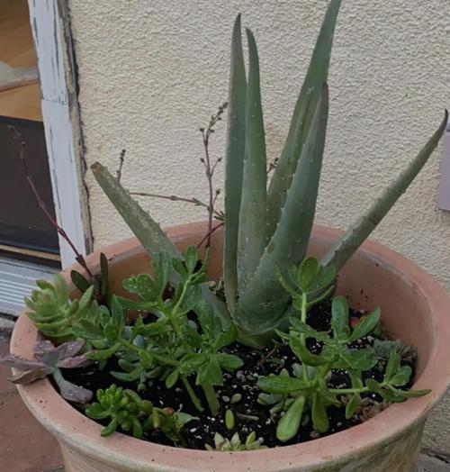 芦荟水培养的方法与技巧（探索芦荟水培的奇妙之路）