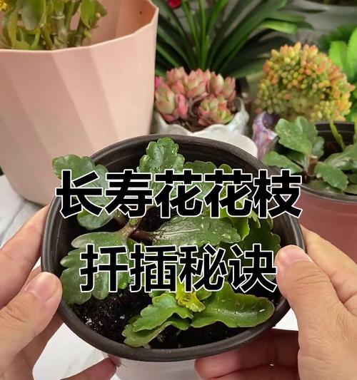 扦插长寿花的技巧与注意事项（揭秘长寿花扦插的水培神奇）