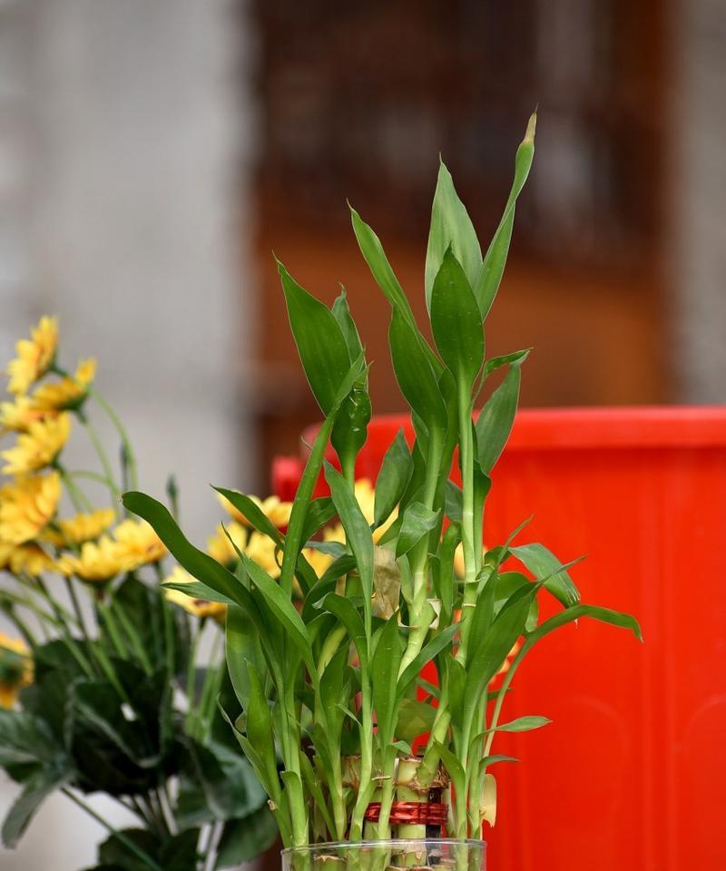 富贵竹在冬天的保暖小贴士（了解富贵竹的冬季需求，让你的植物温暖过冬）