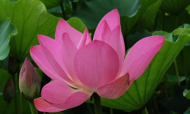 荷花之美（唯美的荷花与天籁之音）