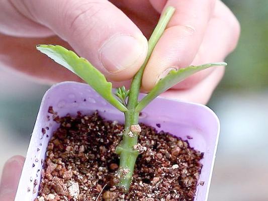 以长寿花的主干能扦插吗？（探讨长寿花主干扦插方法及注意事项）