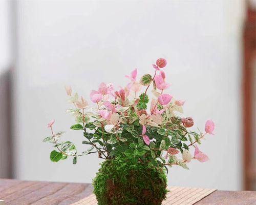 花叶络石的水培方法及技巧（以花叶络石为材料的水培技巧分享）
