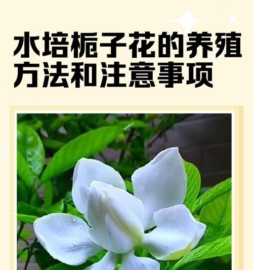 栀子花水培技巧指南（打造美丽栀子花园的关键方法）