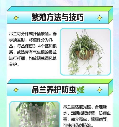 养护吊兰的种植与养护秘籍（打造绿意盎然的室内空间）