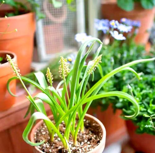 风信子叶子太长的处理方法（怎样修剪过长的风信子叶子）