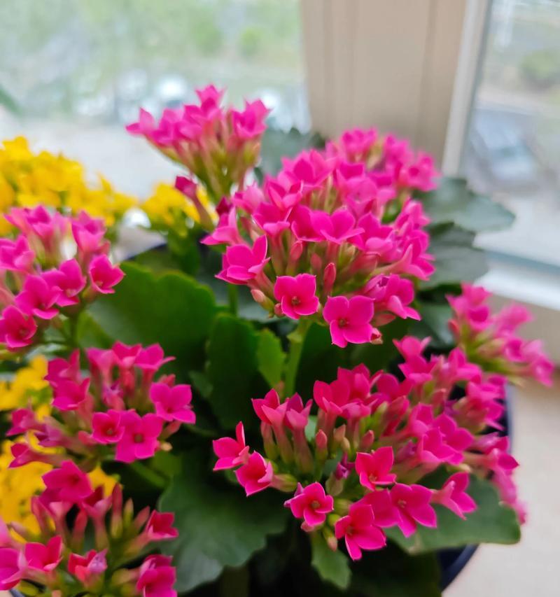 以单瓣长寿花的养殖方法（打造美丽庭园，从单瓣长寿花开始）