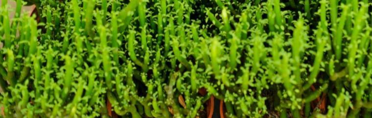 光棍树的扦插方法与技巧（利用光棍树扦插繁殖植物，让生活更美好）